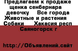 Предлагаем к продаже щенка сенбернара - девочку. - Все города Животные и растения » Собаки   . Хакасия респ.,Саяногорск г.